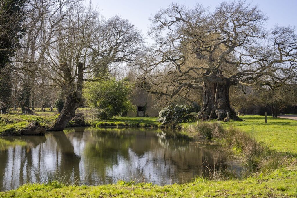 Arbre remarquable à Mordelles en Bretagne : le chêne de Méhalée