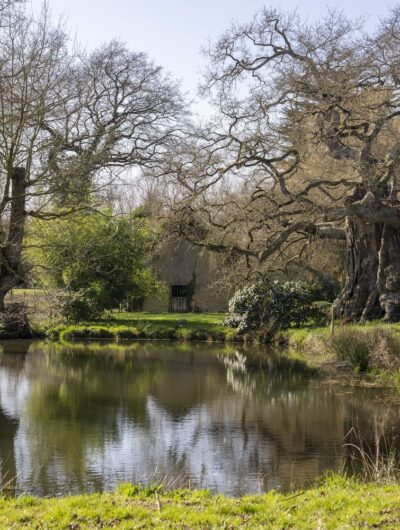 Arbre remarquable à Mordelles en Bretagne : le chêne de Méhalée