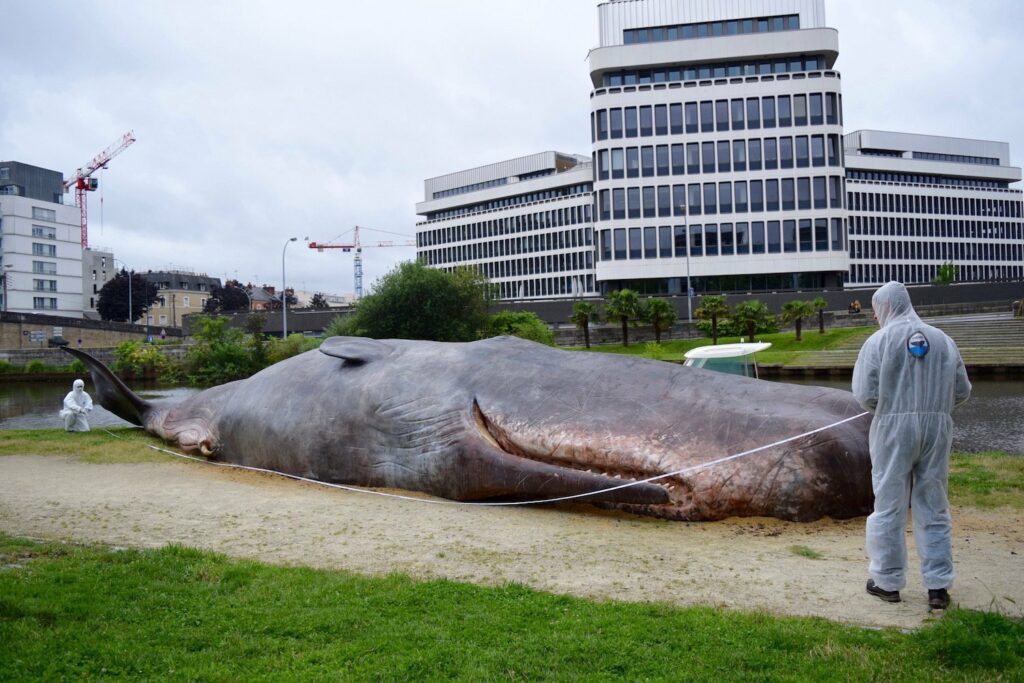 Une baleine échouée à Rennes