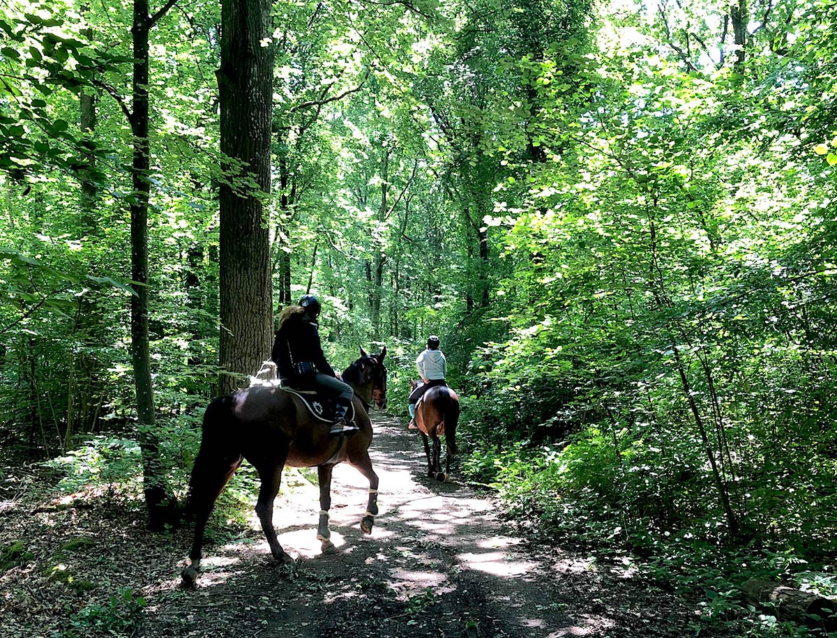 Cavaliers - Bois de Soeuvres - Rennes