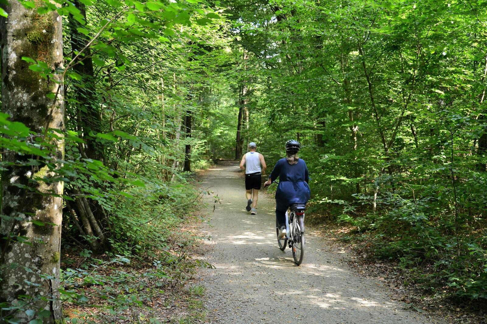 Dans le Bois de Soeuvres à Vern-sur-Seiche