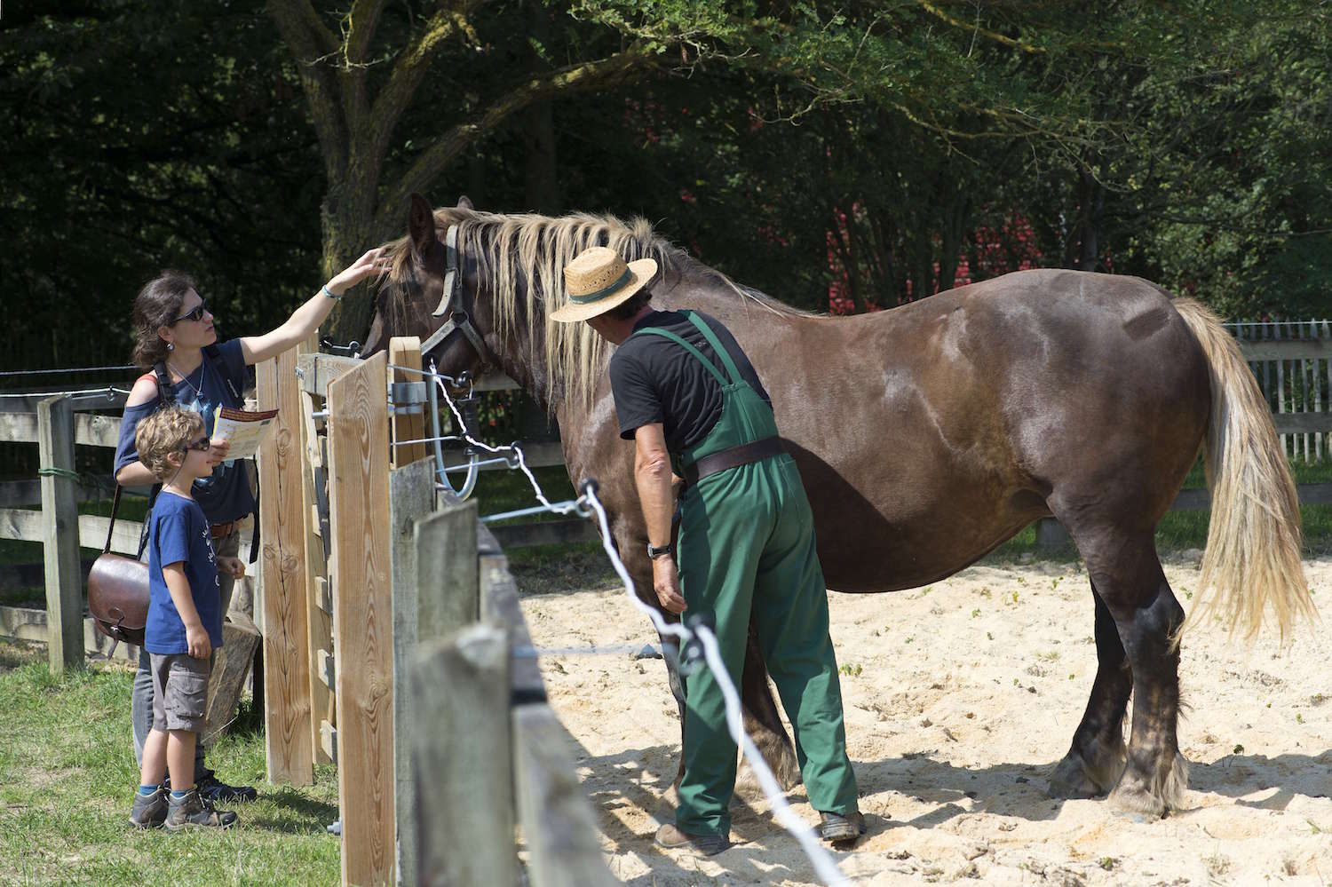 Cheval breton de l'Ecomusée du pays de Rennes