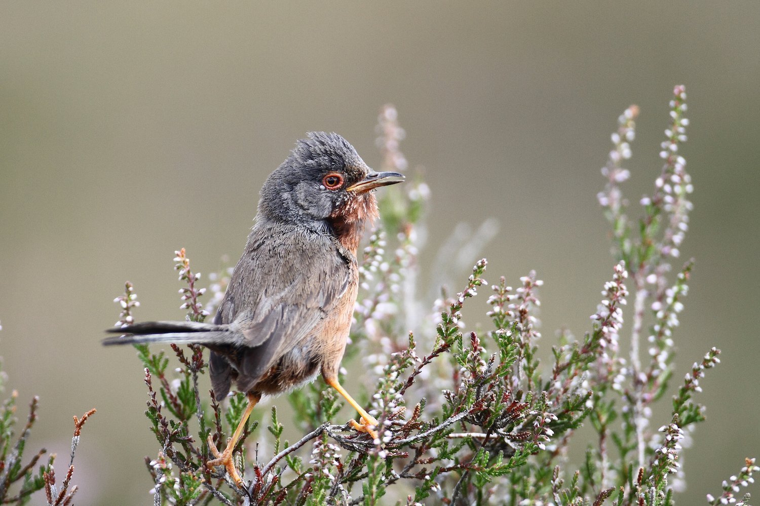 Fauvette Pitchou des landes