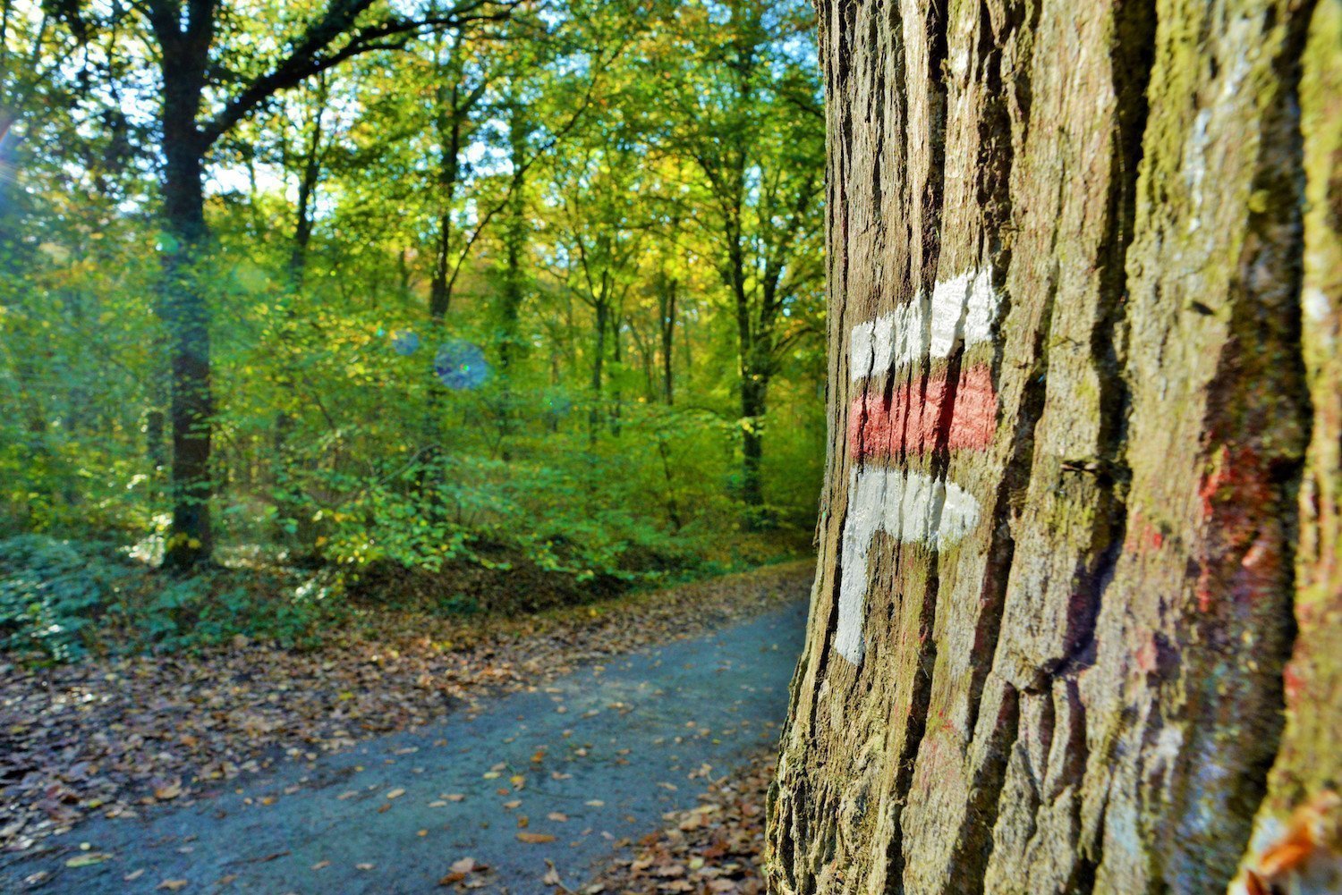 Dans la forêt de Rennes