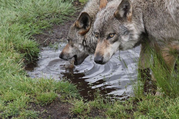 Loups en Bretagne