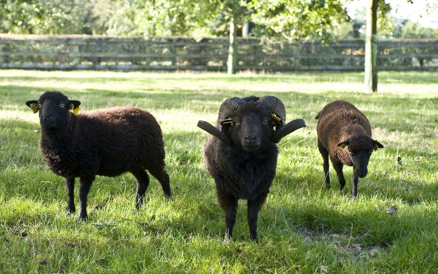 Moutons d'Ouessant à l'Ecomusée du pays de Rennes
