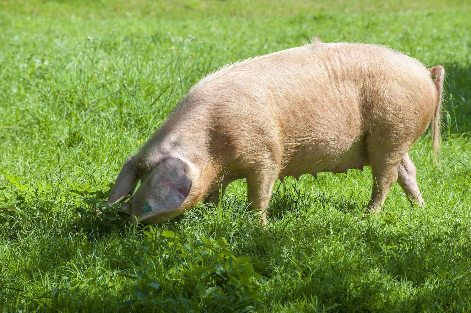 Porc Blanc de l'Ouest