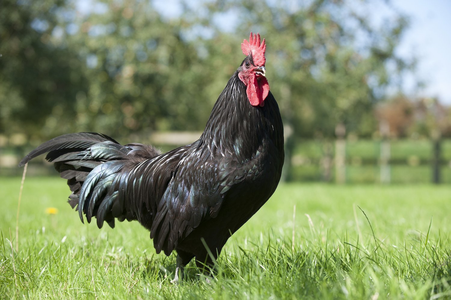 Poule Noire de Janzé