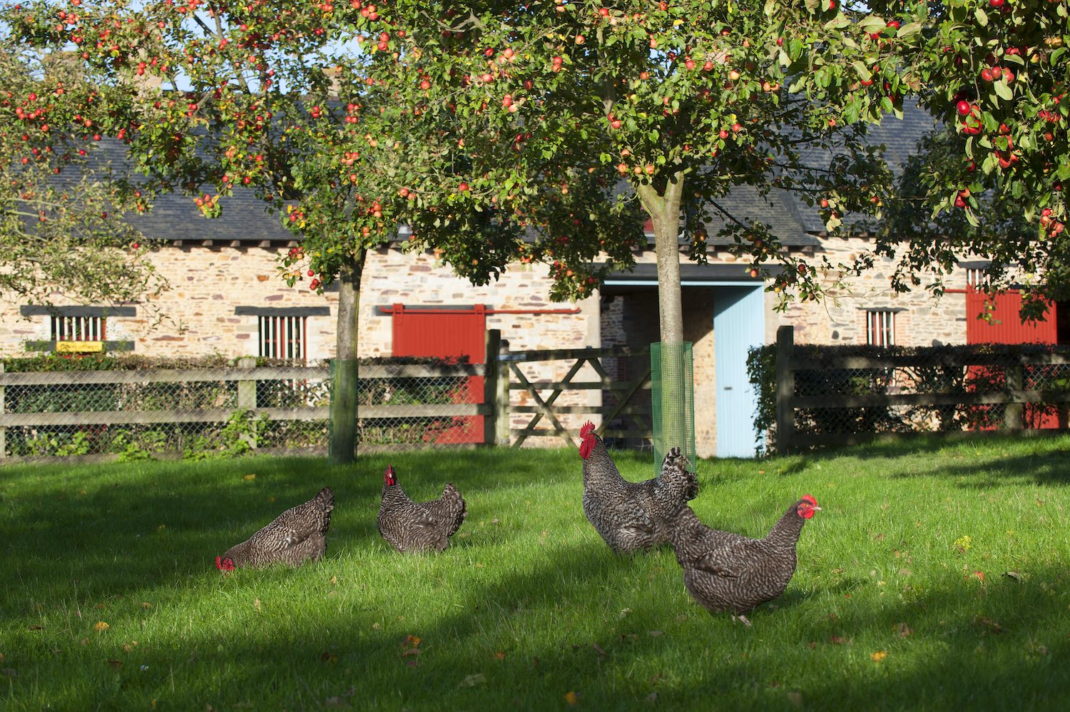 La célèbre poule coucou de Rennes réputée pour sa beauté et sa qualité gustative