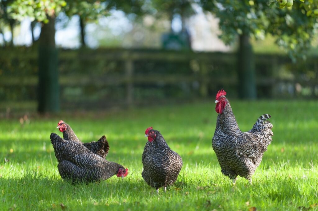 Poule Coucou de Rennes