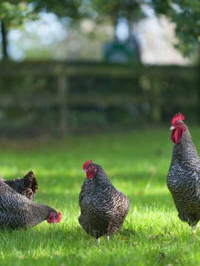 Poule Coucou de Rennes