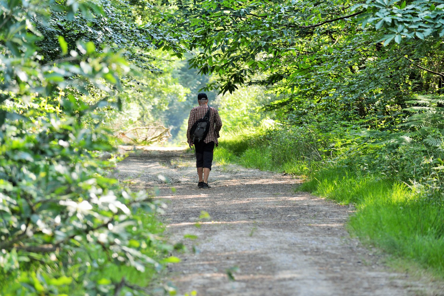 Randonnée en forêt