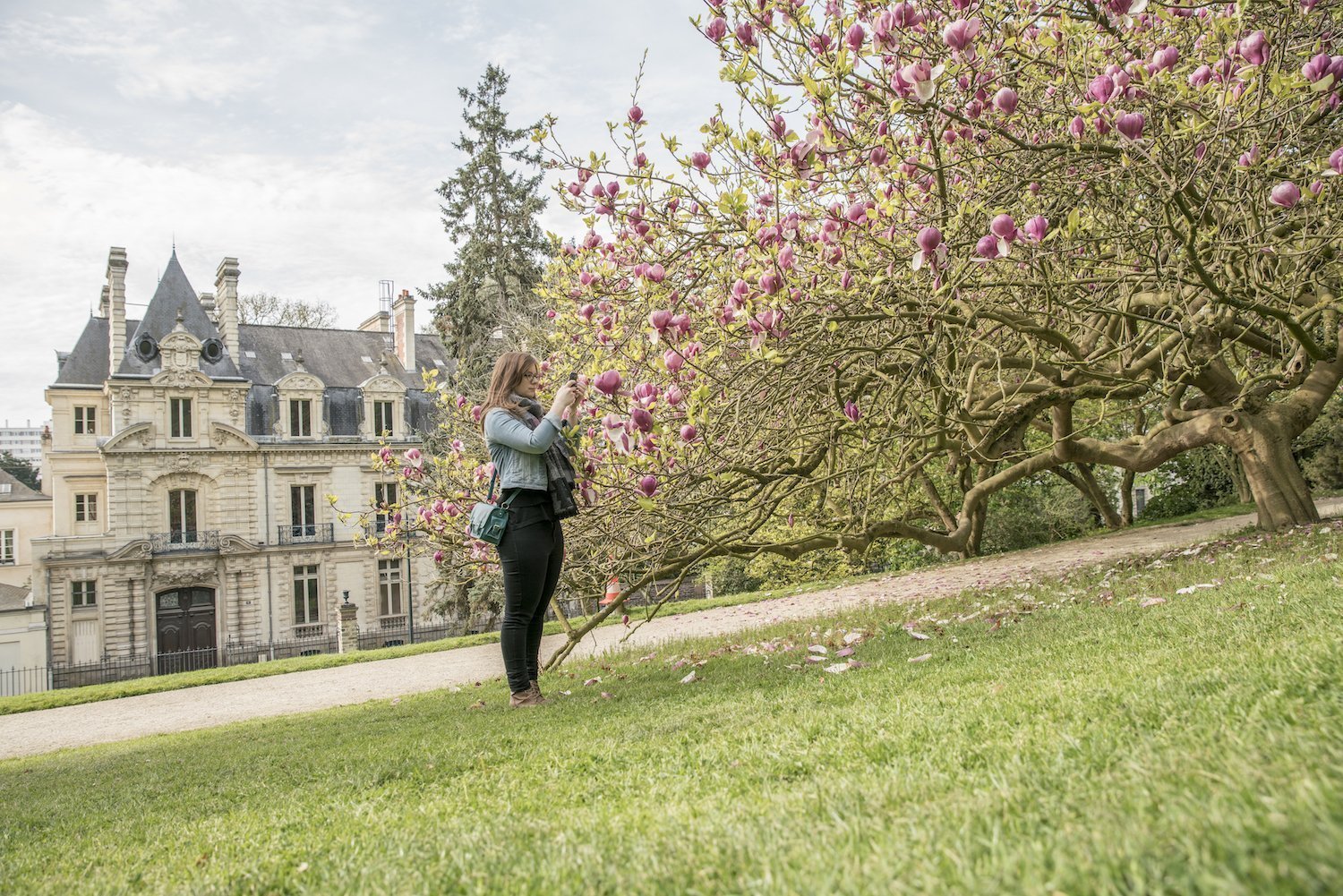 Magnolias du jardin du Thabor de Rennes