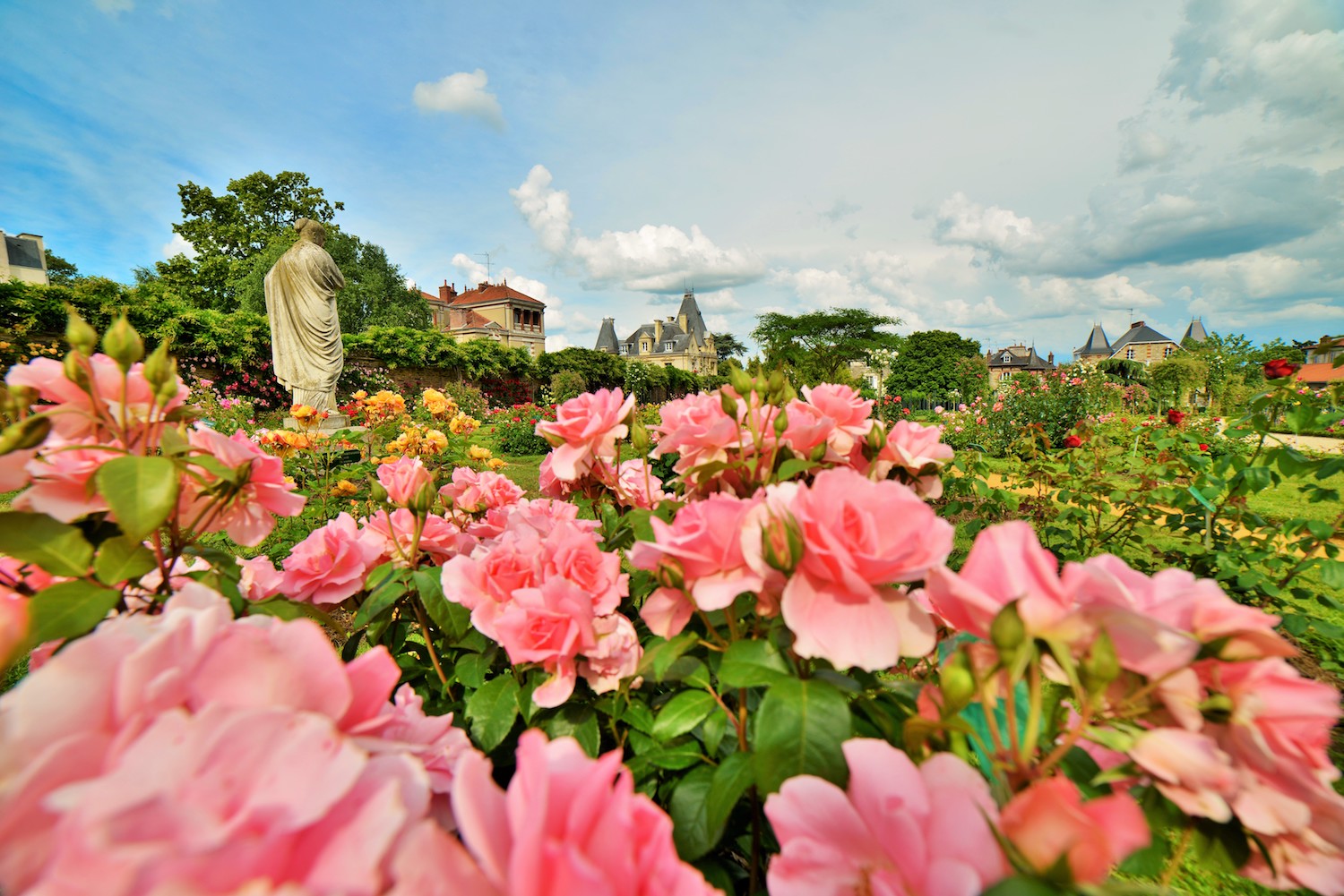 Les roses du Thabor