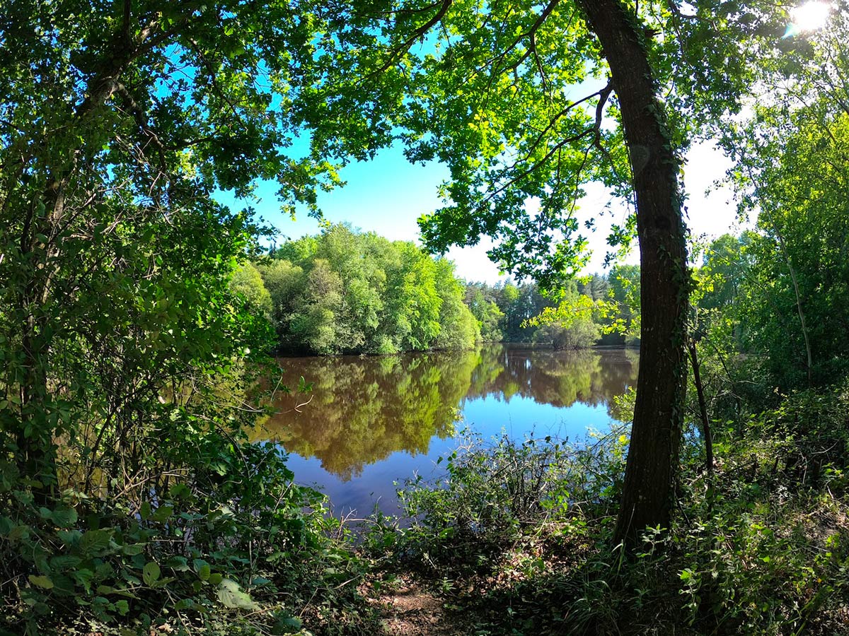 Bois de Cicé à Bruz