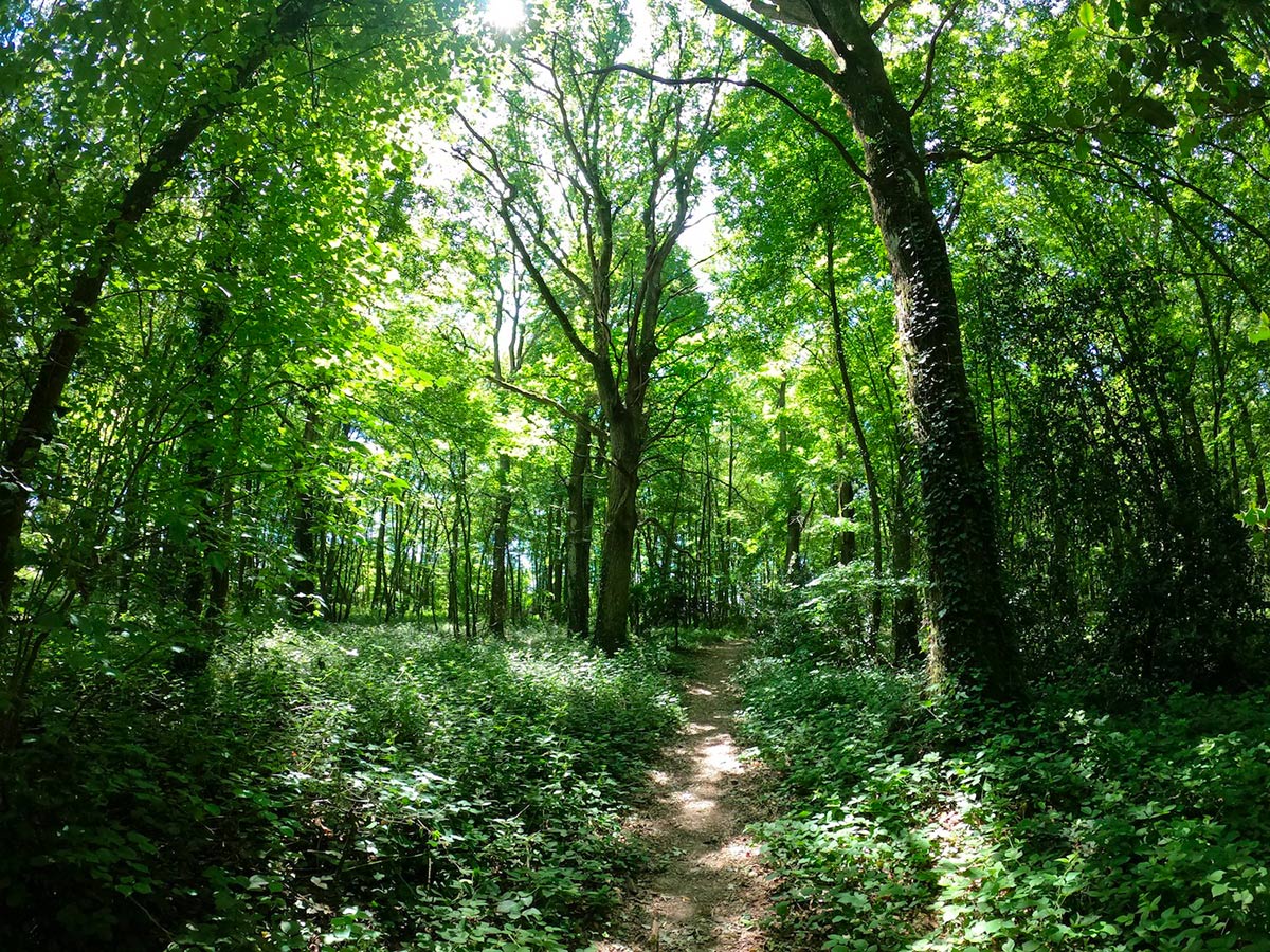 Bois de la Motte - Le Rheu