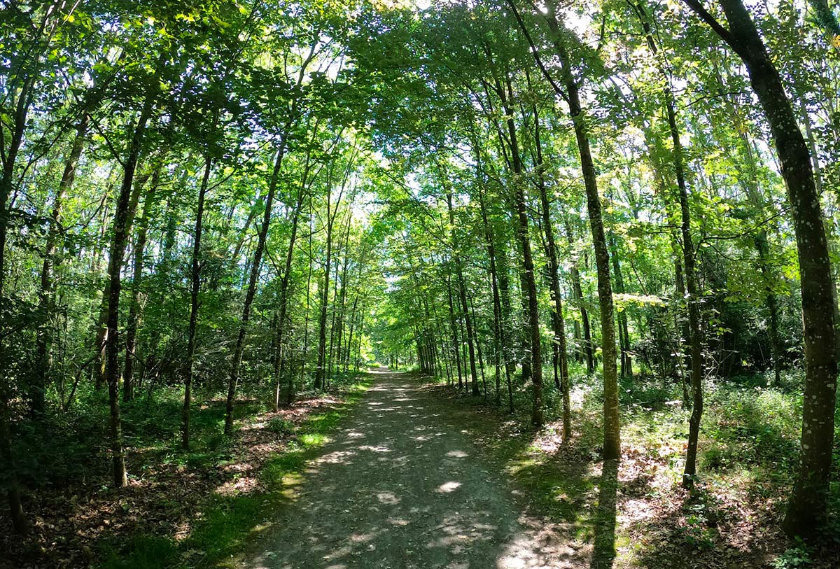 Le Bois de la Sillandais à Chavagne