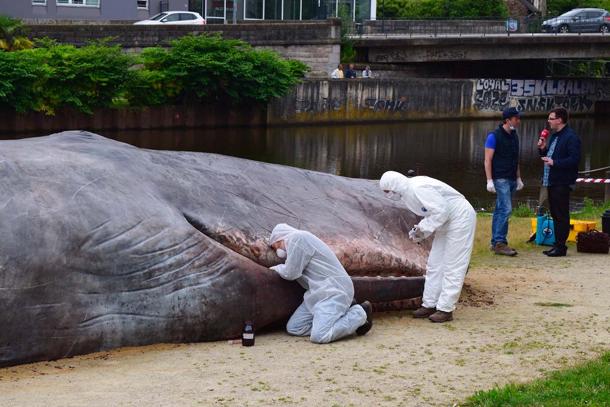 Une baleine à Rennes