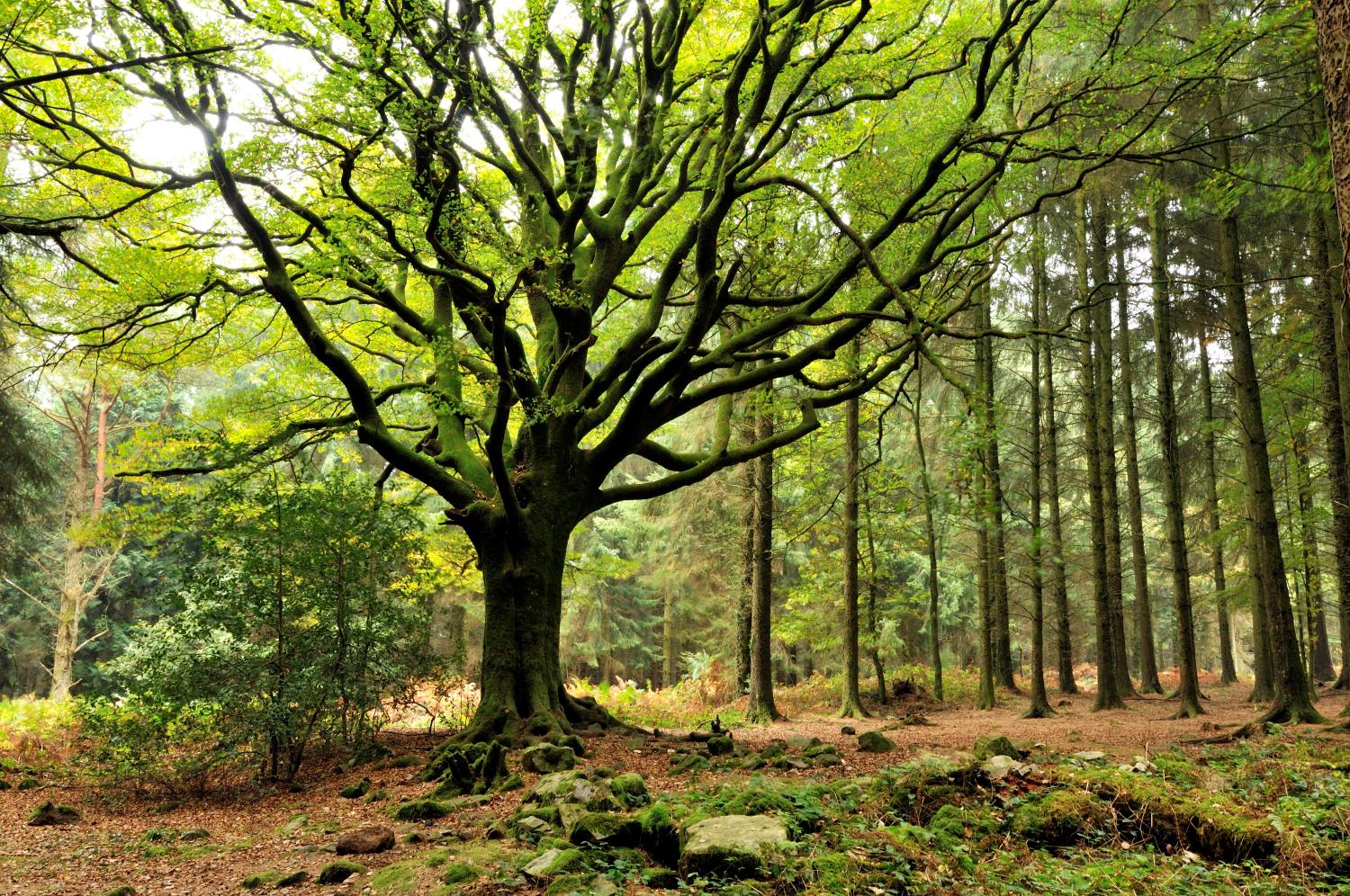 Arbre dans la forêt de Brocéliande