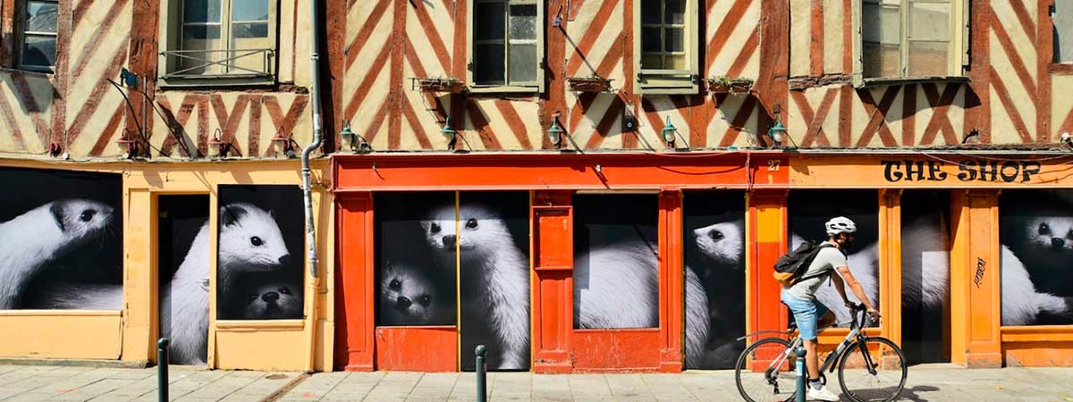Les hermines de la rue de Penhouet à Rennes