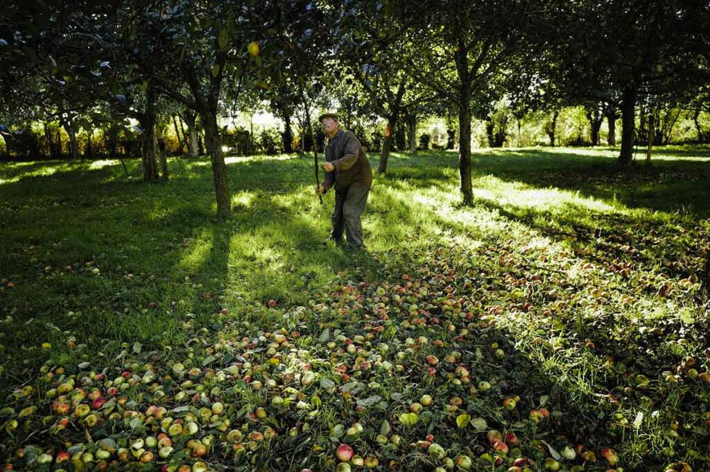 Pom, Pom, Pommes à l’Ecomusée