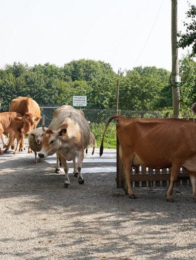 ferme-des-gayeulles-1-1932