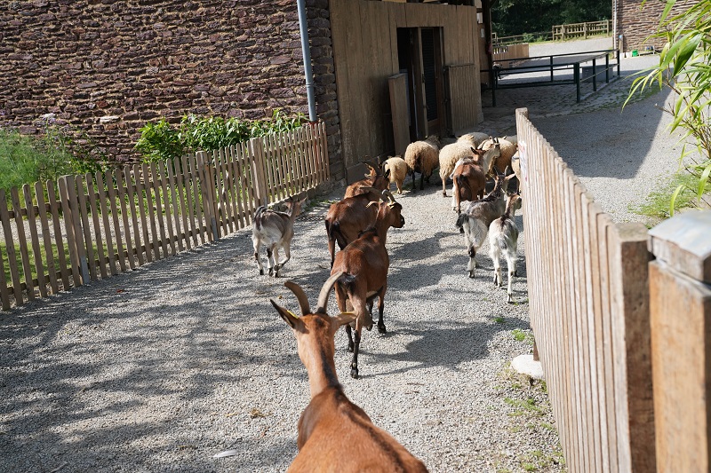 ferme-des-gayeulles-3-1934