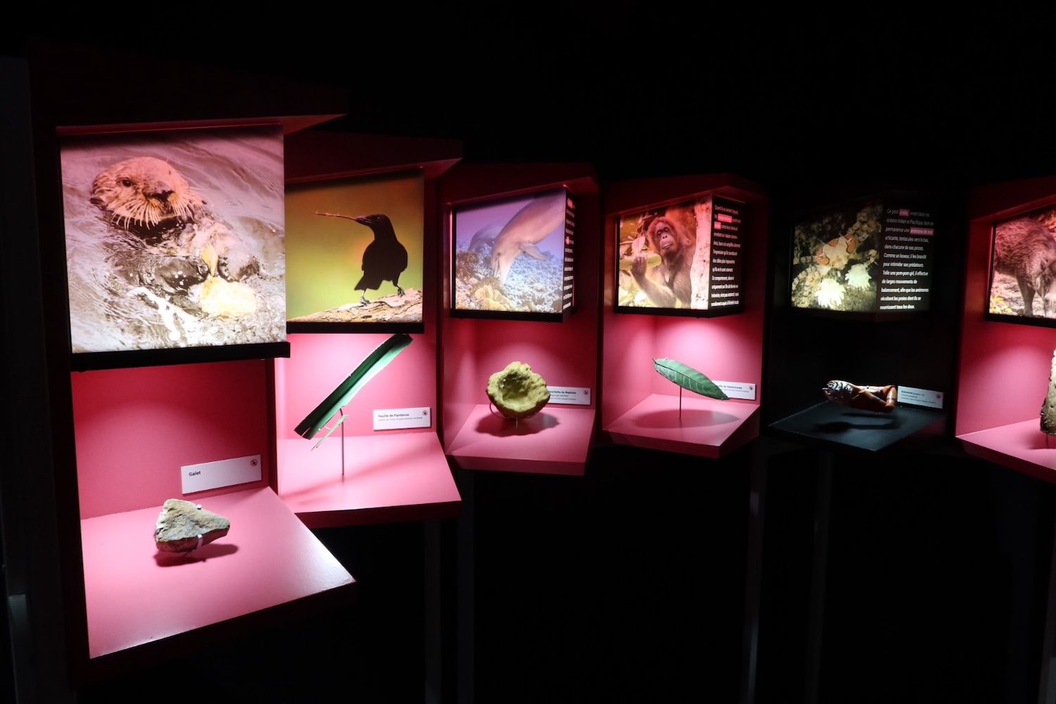 Exposition à l'Espace des sciences de Rennes sur les formes d'intelligences