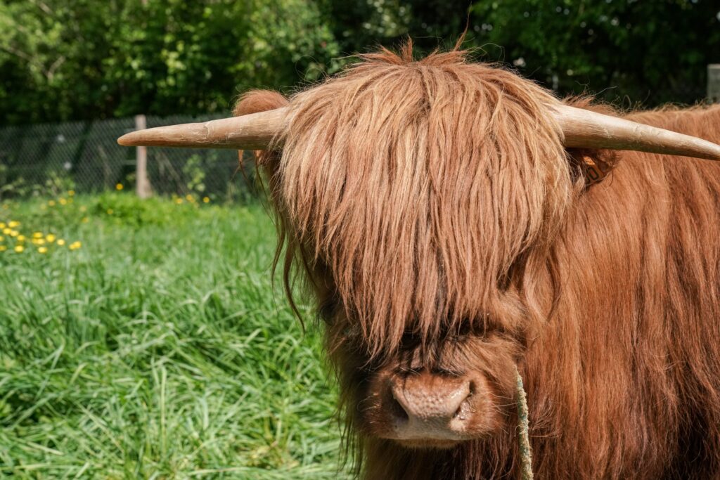 Bœuf Highland