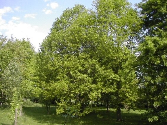 Arbre