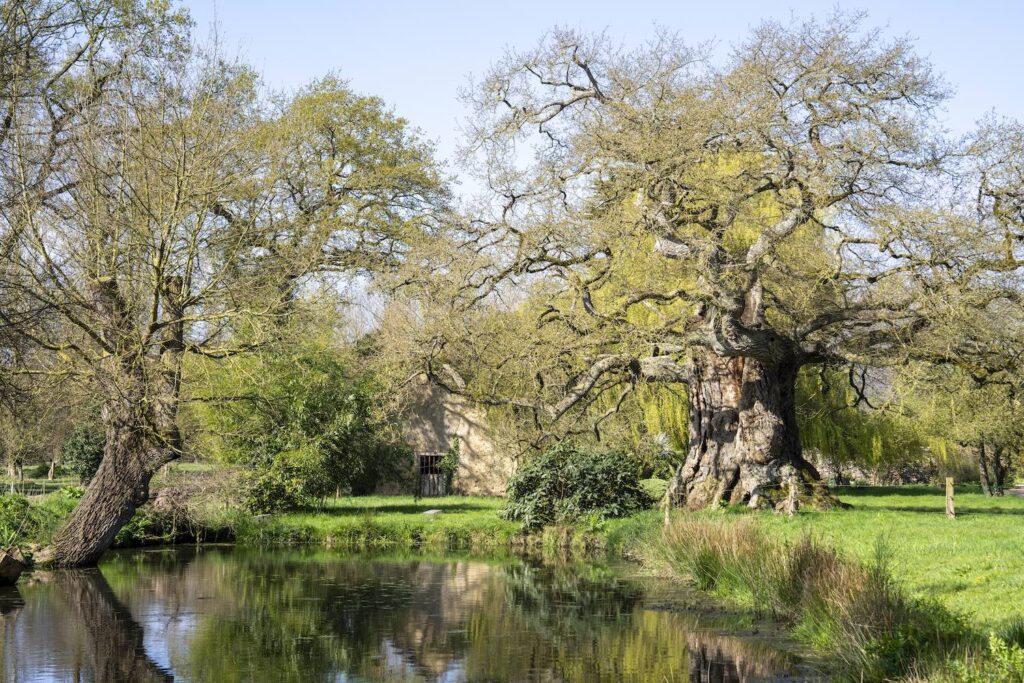 Le Chêne de Méhalée a plus de 600 ans, cet arbre remarquable est situé à Mordelles dans la métropole rennaise