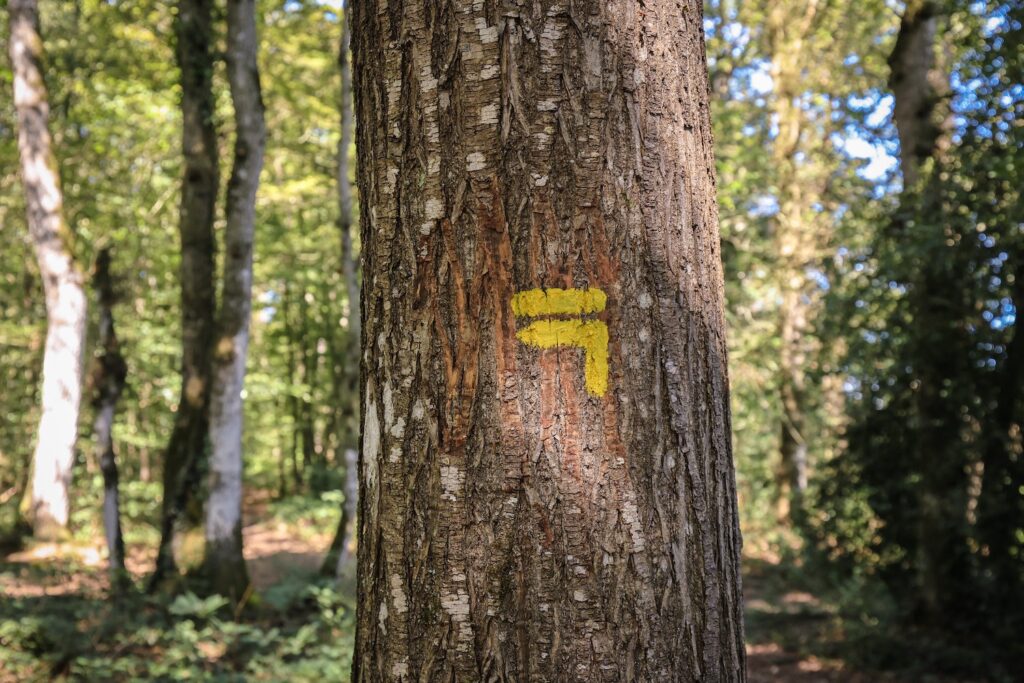 Balisage d'un sentier de randonnée sur un arbre dans le bois de La Motte au Rheu.