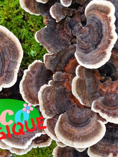 e267f742058dfb90fecbf541240cb48c2ff6cb8c-31314