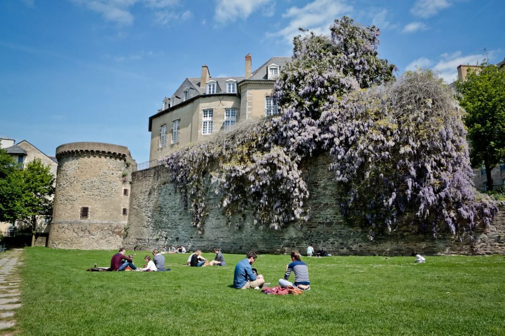 Glycine géante sur le rempart et l'hôtel d'artillerie à Rennes avec en arrière-plan la Tour Duchesne.