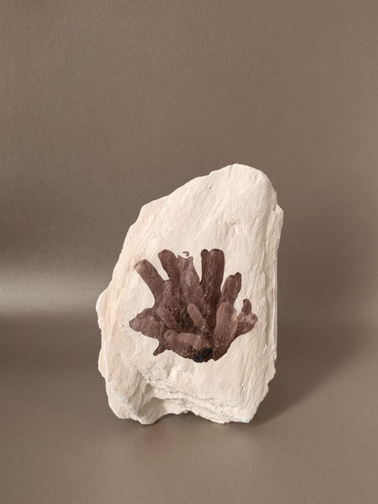 Dans le cadre de l'exposition « Jamais la mer ne s'oublie » aux Champs Libres à Rennes, sculpture d'un fossile marin.
