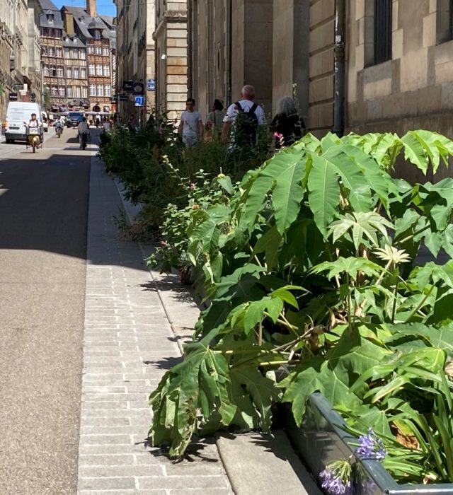 les-plantations-rue-chateau-renault-rennes-32281