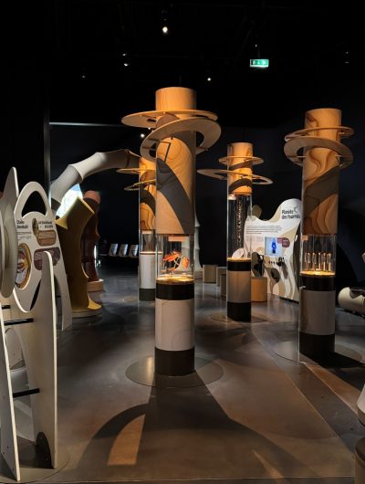 Début de l'exposition « Fourmis », à l'Espace des Sciences de Rennes