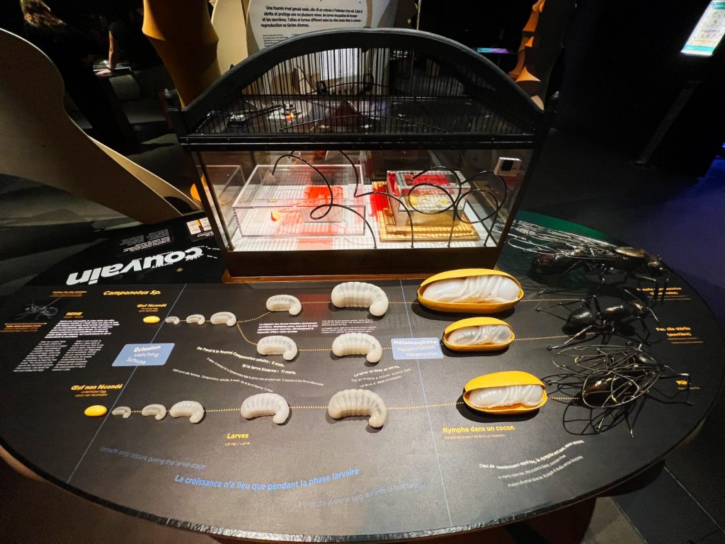 Table explicative de l'exposition « Fourmis », à l'Espace des Sciences de Rennes